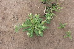 Acicarpha tribuloides