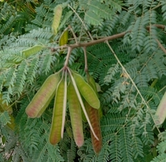 Leucaena