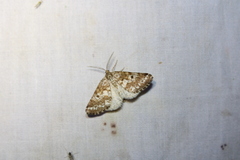 Eufidonia notataria