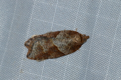 Acleris maccana