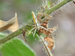 Peucetia rubrolineata