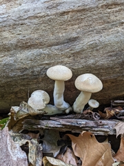 Hypsizygus