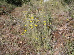 Helichrysum stoechas