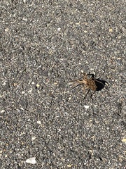 Lycosoidea