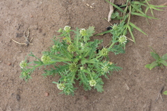 Acicarpha tribuloides