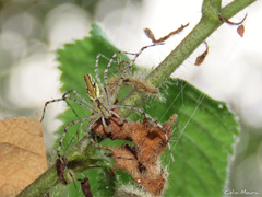 Peucetia rubrolineata
