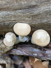 Hypsizygus