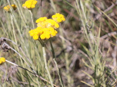 Helichrysum stoechas