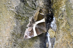 Bastilla crameri