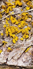 Candelariella efflorescens