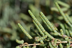 Arthrocaulon macrostachyum