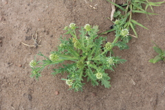 Acicarpha tribuloides