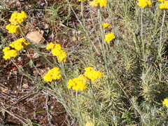 Helichrysum stoechas