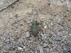 Cicindela limbalis