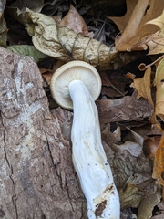 Hypsizygus