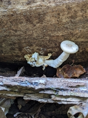Hypsizygus