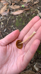 Conocybe