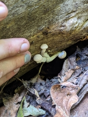 Hypsizygus