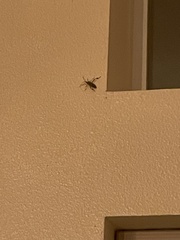 Leptoglossus clypealis