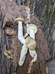 Hypsizygus