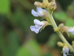 Calopogonium mucunoides
