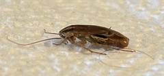 Blattella germanica