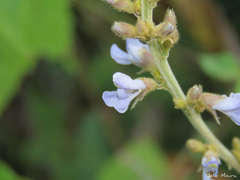 Calopogonium mucunoides