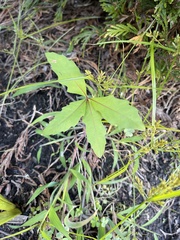 Quercus palustris