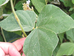 Calopogonium mucunoides