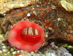 Microcosmus polymorphus