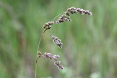 Chascolytrum subaristatum