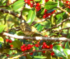 Phylloscopus collybita