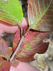 Viburnum prunifolium