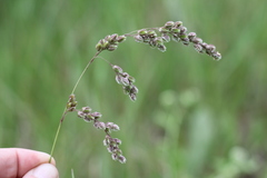 Chascolytrum subaristatum