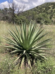 Agave palmeri