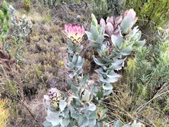 Protea eximia