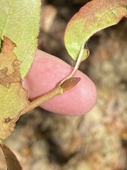 Viburnum prunifolium