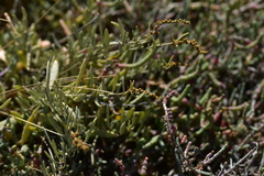 Atriplex portulacoides