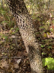 Viburnum prunifolium