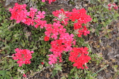 Glandularia peruviana