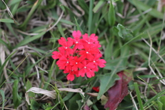 Glandularia peruviana