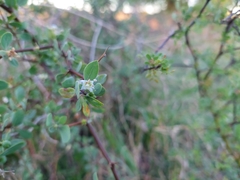 Lycium boerhaviifolium