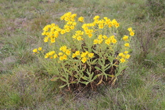 Senecio selloi