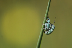 Phyllobius virideaeris
