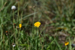 Sonchus maritimus