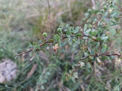 Lycium boerhaviifolium
