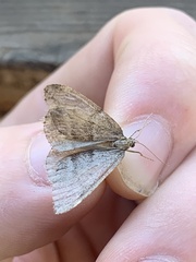 Alsophila pometaria