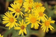 Senecio selloi