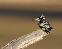 Ceryle rudis rudis