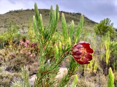 Protea nana
